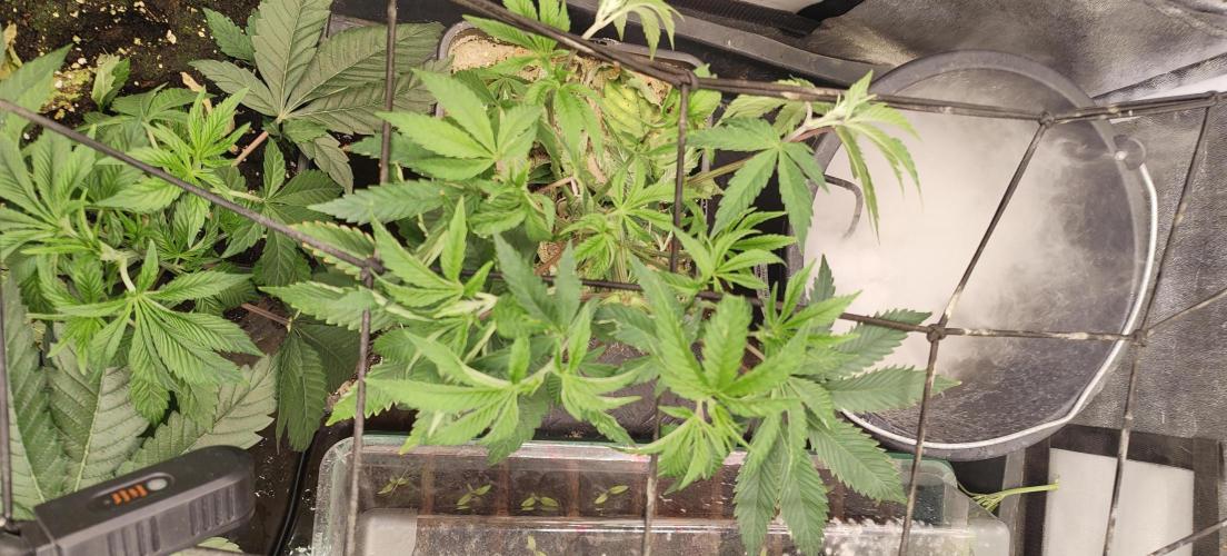 Sensi Seeds Samen Pflanze. Week 5