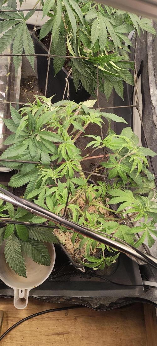 Sensi Seeds Samen Pflanze. Week 5