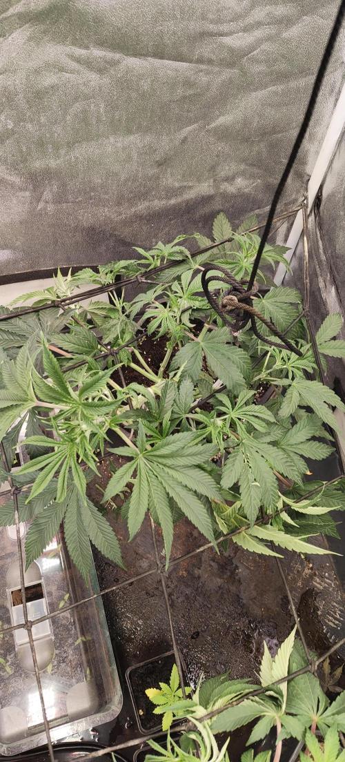 Sensi Seeds Samen Pflanze. Week 5