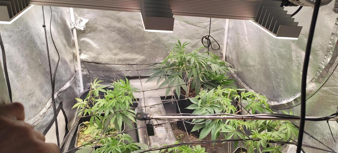 Sensi Seeds Samen Pflanze. Week 5