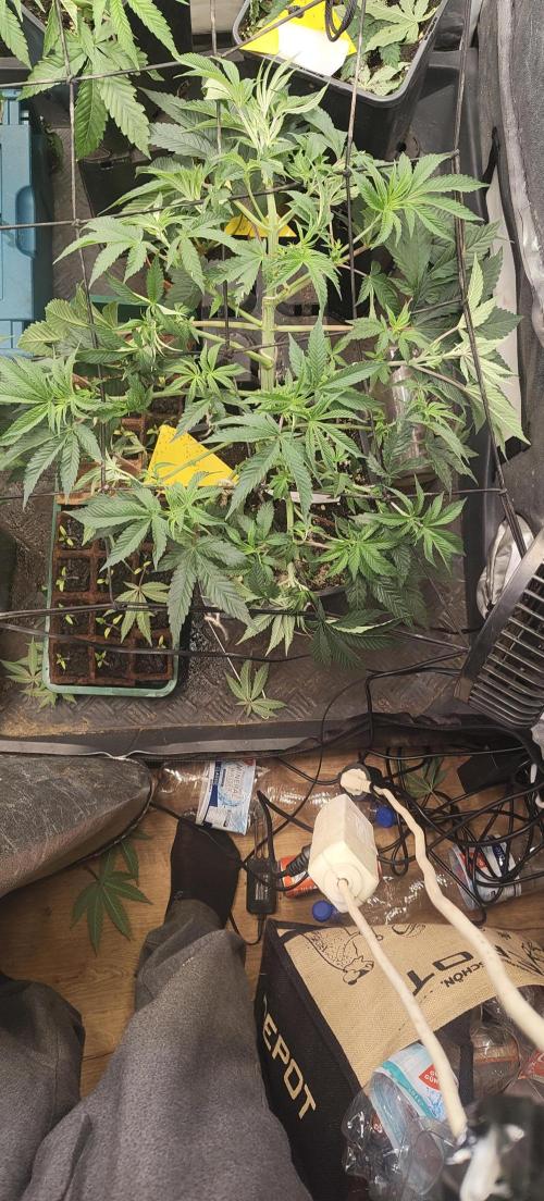 Sensi Seeds Samen Pflanze. Week 6