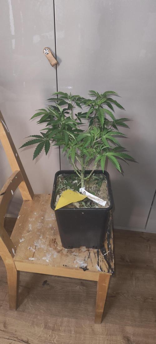 Sensi Seeds Samen Pflanze. Week 6
