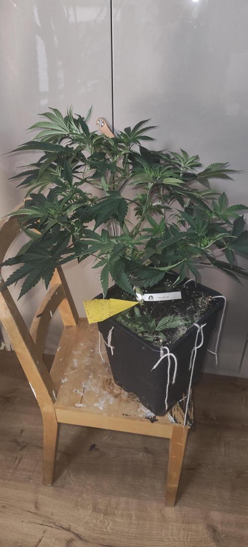 Sensi Seeds Samen Pflanze. Week 6