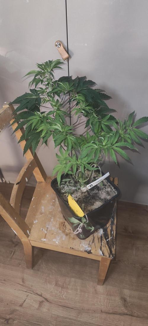 Sensi Seeds Samen Pflanze. Week 6