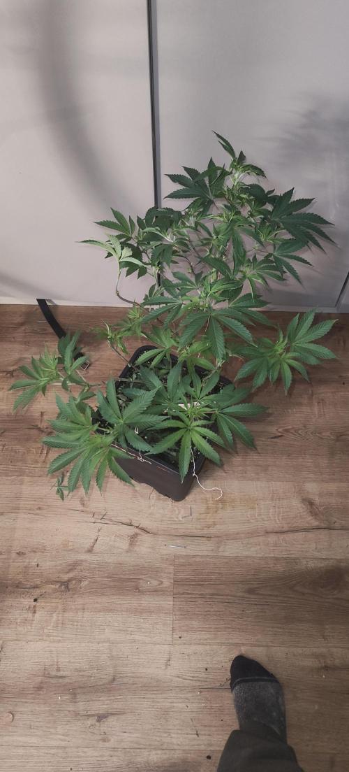 Sensi Seeds Samen Pflanze. Week 7