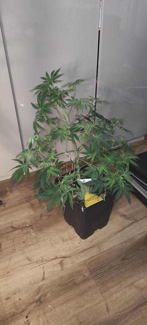 Sensi Seeds Samen Pflanze. Week 7