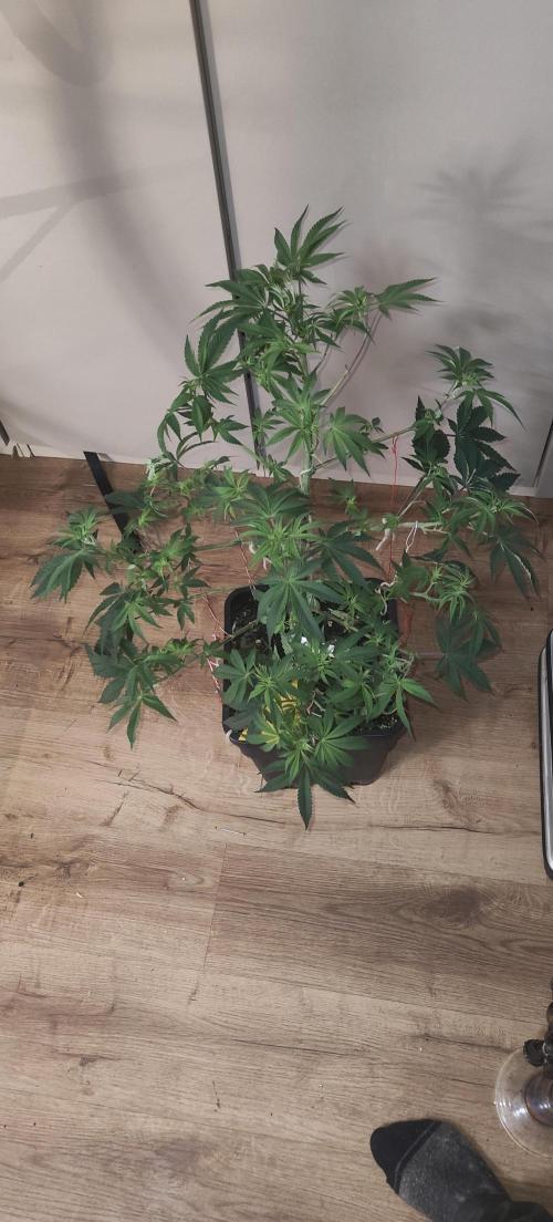 Sensi Seeds Samen Pflanze. Week 7