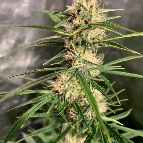 Ak Auto-strains. Week 8 - Day 52