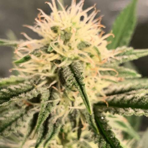 Ak Auto-strains. Week 8 - Day 52