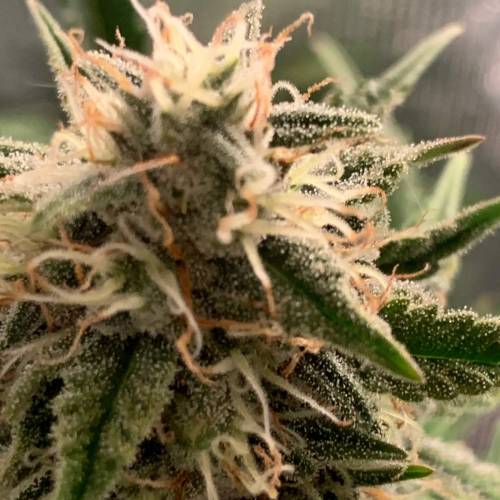 Ak Auto-strains. Week 9 - Day 59