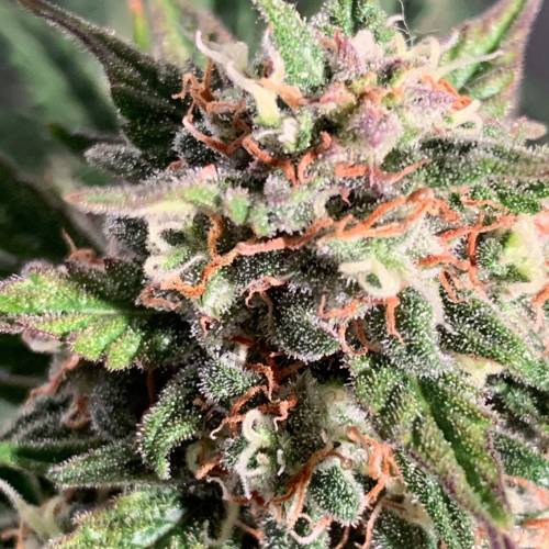 Ak Auto-strains. Week 9 - Day 59