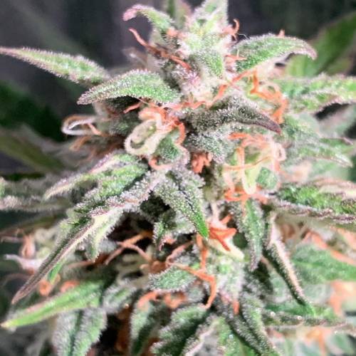 Ak Auto-strains. Week 9 - Day 59