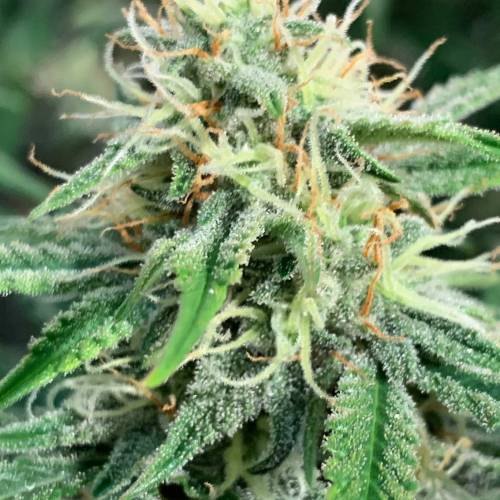 Ak Auto-strains. Week 9 - Day 59