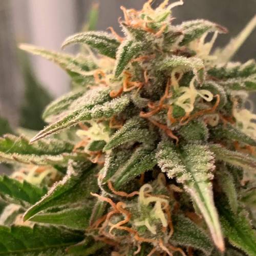 Ak Auto-strains. Week 9 - Day 59