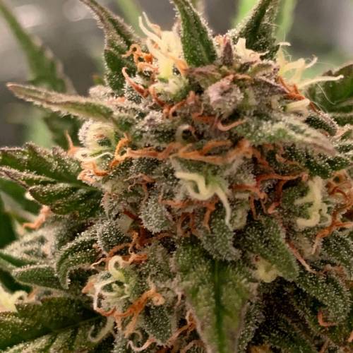 Ak Auto-strains. Week 9 - Day 59