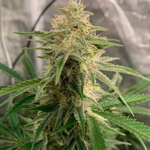 Ak Auto-strains. Week 9 - Day 59