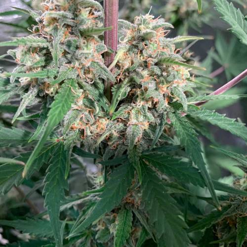 Ak Auto-strains. Week 9 - Day 59