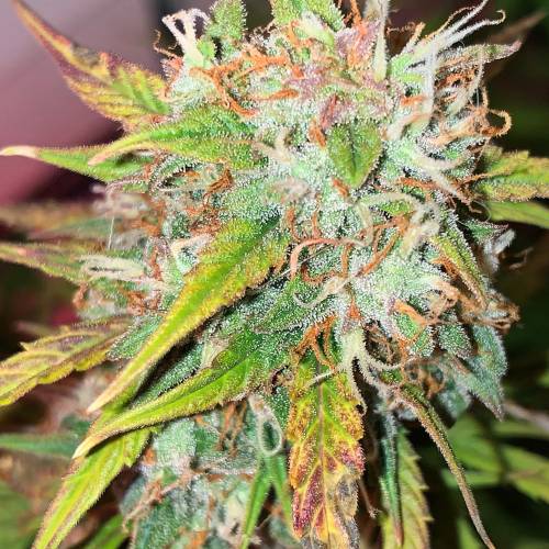 Ak Auto-strains. Week 10 - Day 66