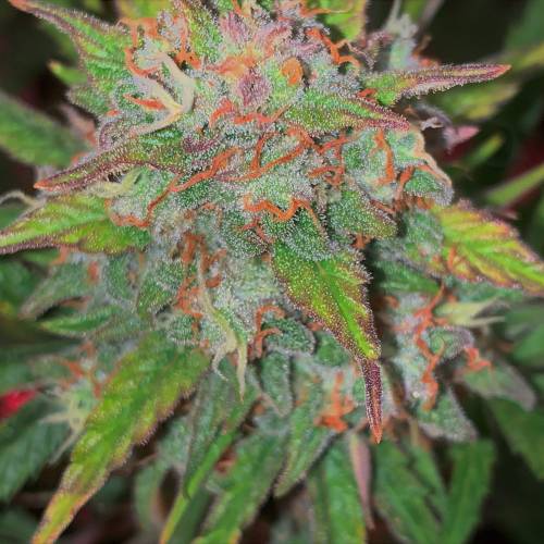 Ak Auto-strains. Week 10 - Day 66