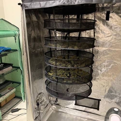 Ak Auto-strains. Week 12 - Day 83