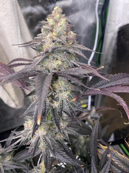 Green Crack Advanced Nutrients. Week 13