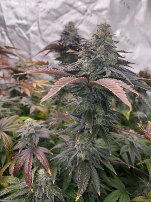 Green Crack Advanced Nutrients. Week 13