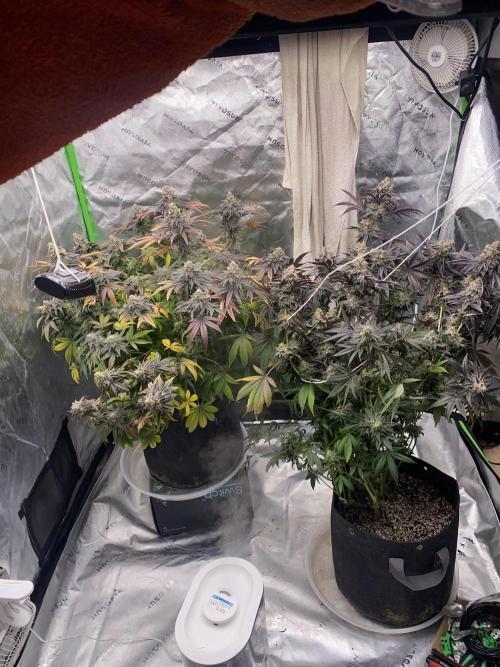 Green Crack Advanced Nutrients. Week 13