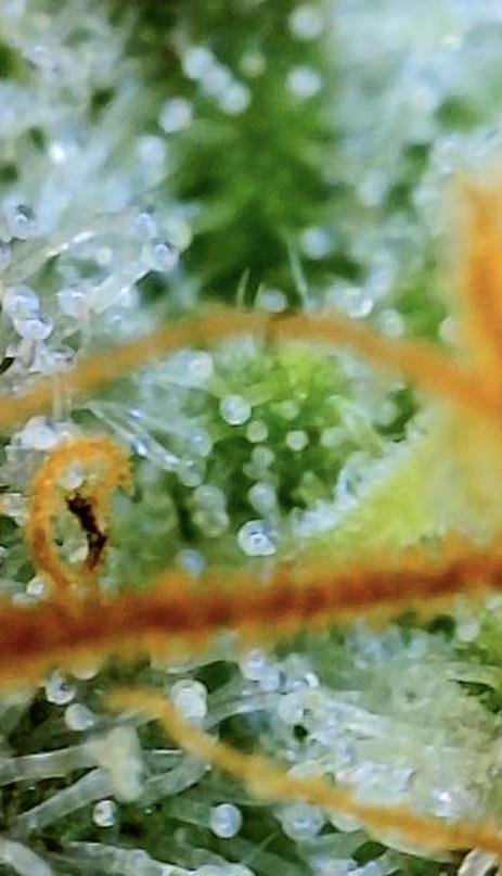 Green Crack Advanced Nutrients. Week 13