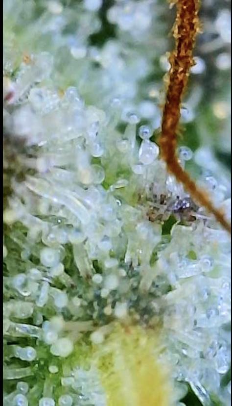 Green Crack Advanced Nutrients. Week 13