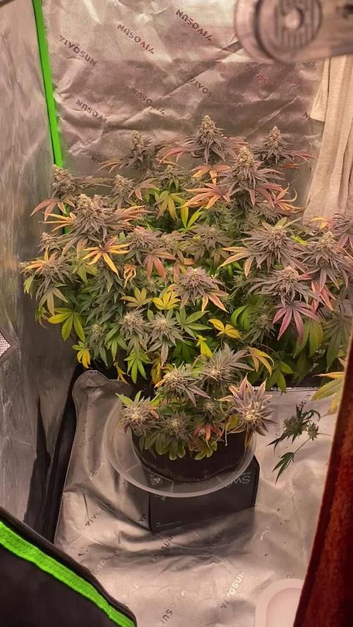 Green Crack Advanced Nutrients