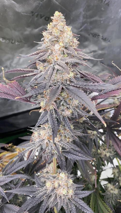 Green Crack Advanced Nutrients. Week 14