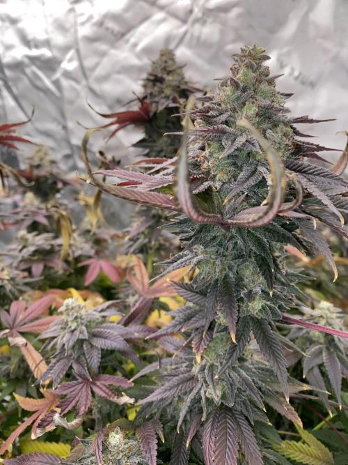 Green Crack Advanced Nutrients. Week 14