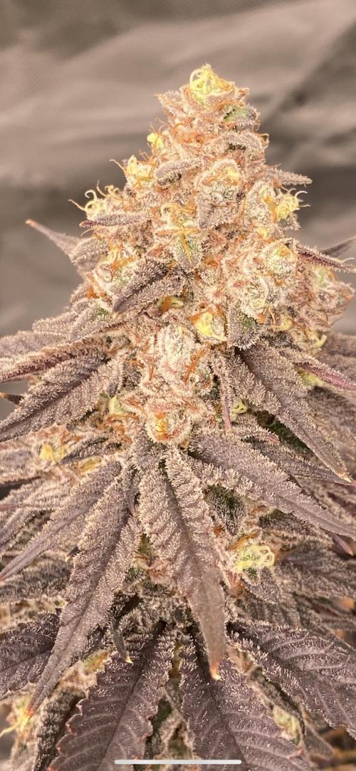 Green Crack Advanced Nutrients. Week 14