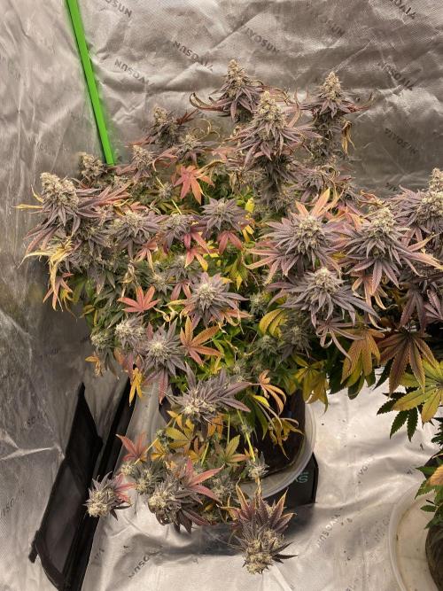 Green Crack Advanced Nutrients. Week 14