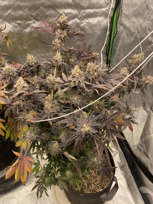 Green Crack Advanced Nutrients. Week 14