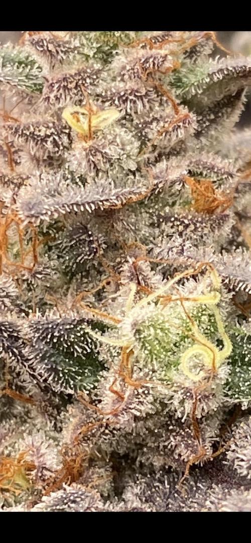 Green Crack Advanced Nutrients. Week 14