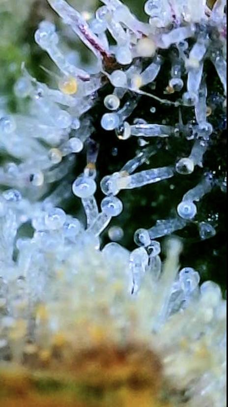 Green Crack Advanced Nutrients. Week 14