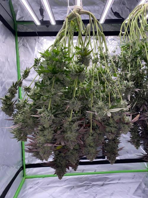 Green Crack Advanced Nutrients. Week 15