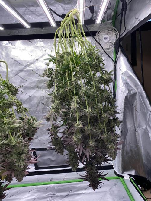 Green Crack Advanced Nutrients. Week 15