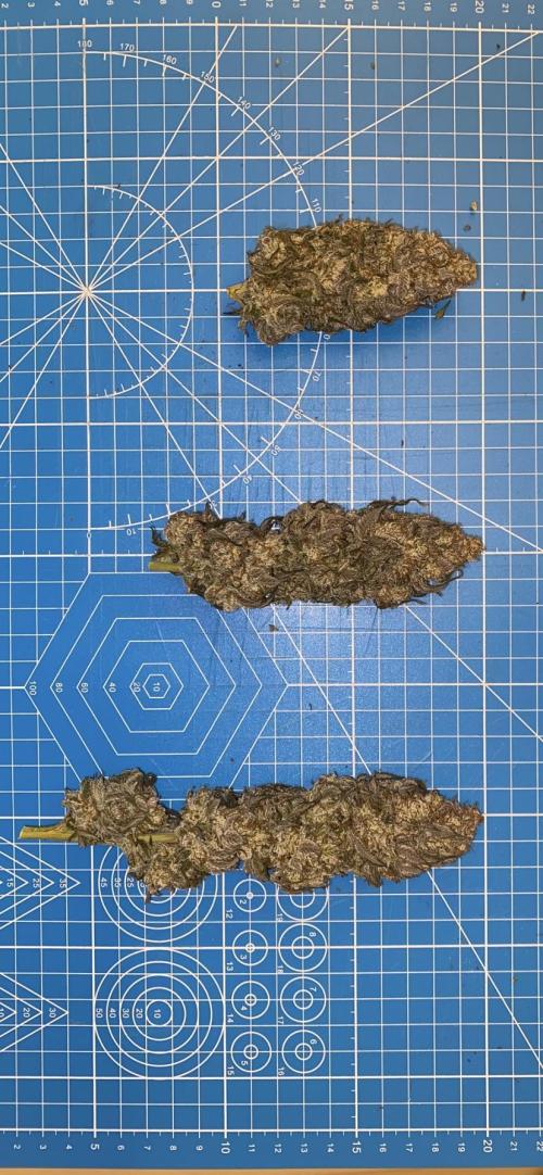 Green Crack Advanced Nutrients. Week 15