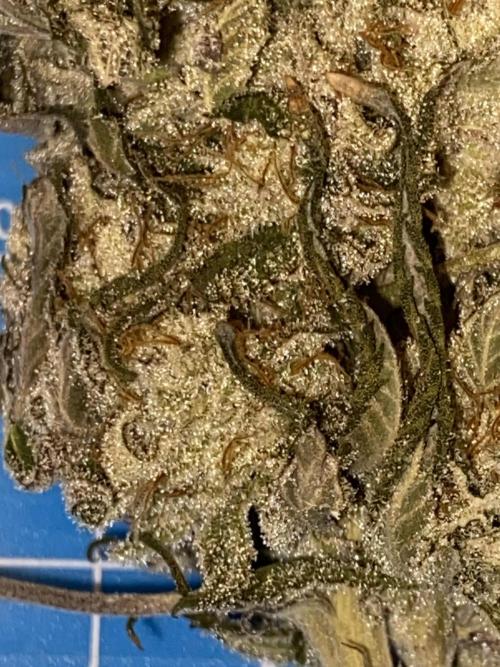 Green Crack Advanced Nutrients. Week 15