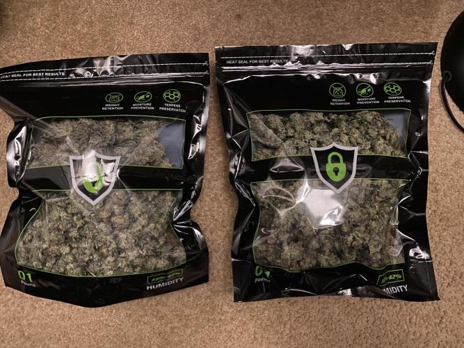 Green Crack Advanced Nutrients. Week 15