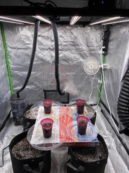 Cherry Punch F1. Week 0