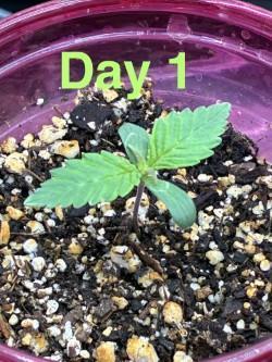 Cherry Punch F1 Feminised. Week 1