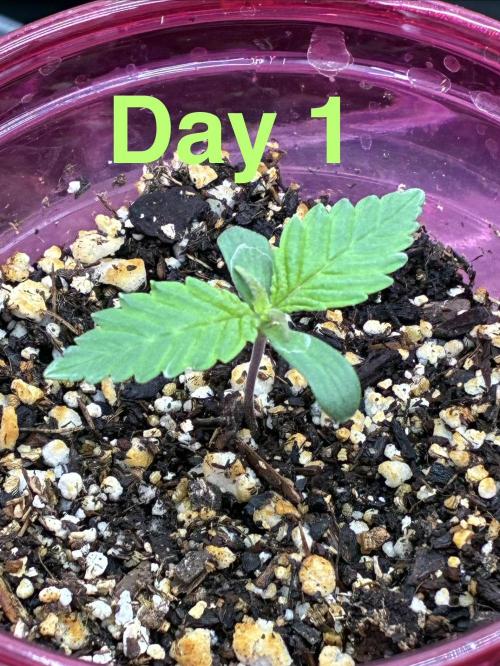Cherry Punch F1. Week 1