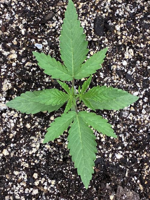 Cherry Punch F1. Week 1