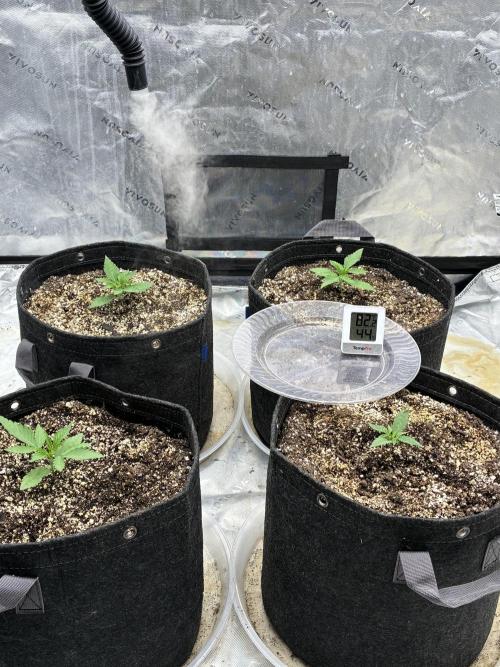 Cherry Punch F1 Feminised. Week 1