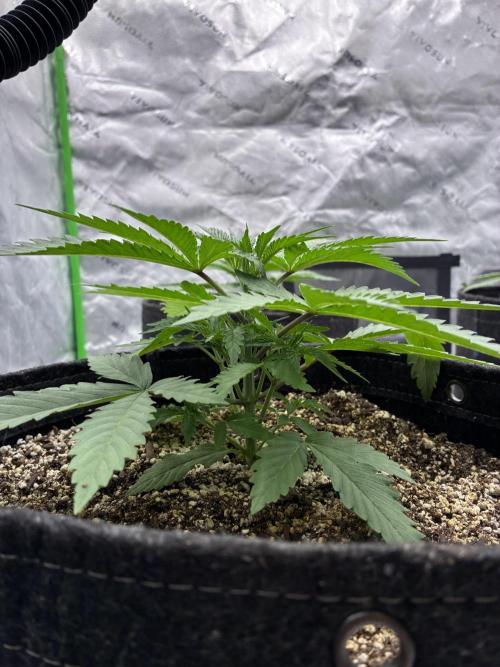 Cherry Punch F1. Week 2