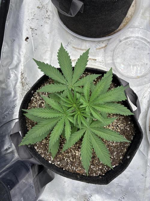 Cherry Punch F1 Feminised. Week 2