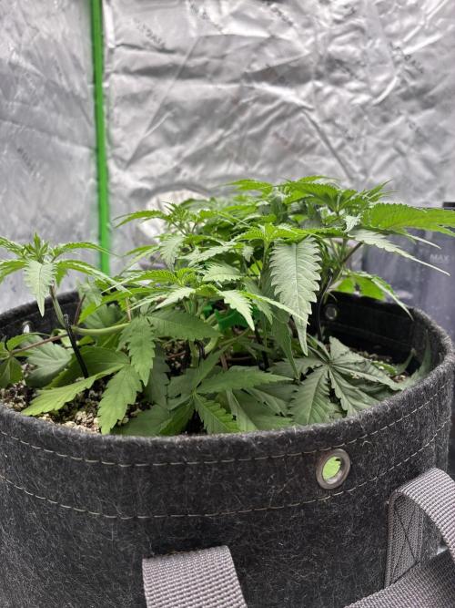Cherry Punch F1. Week 3